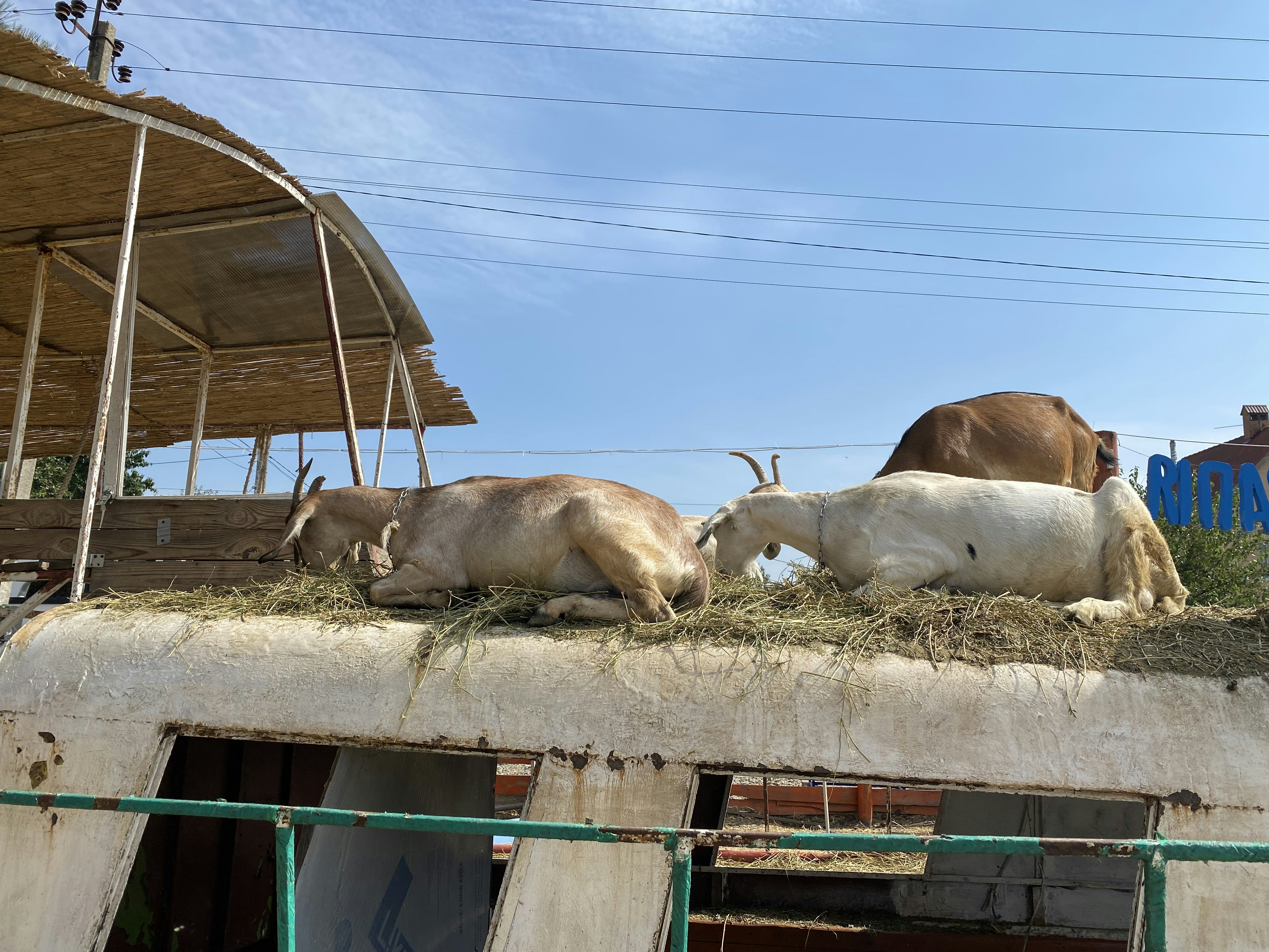 a group of animals lay in a pen