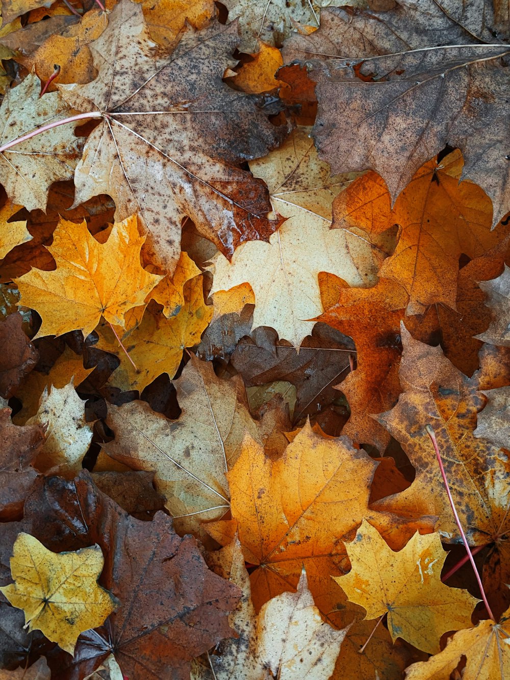 a group of leaves