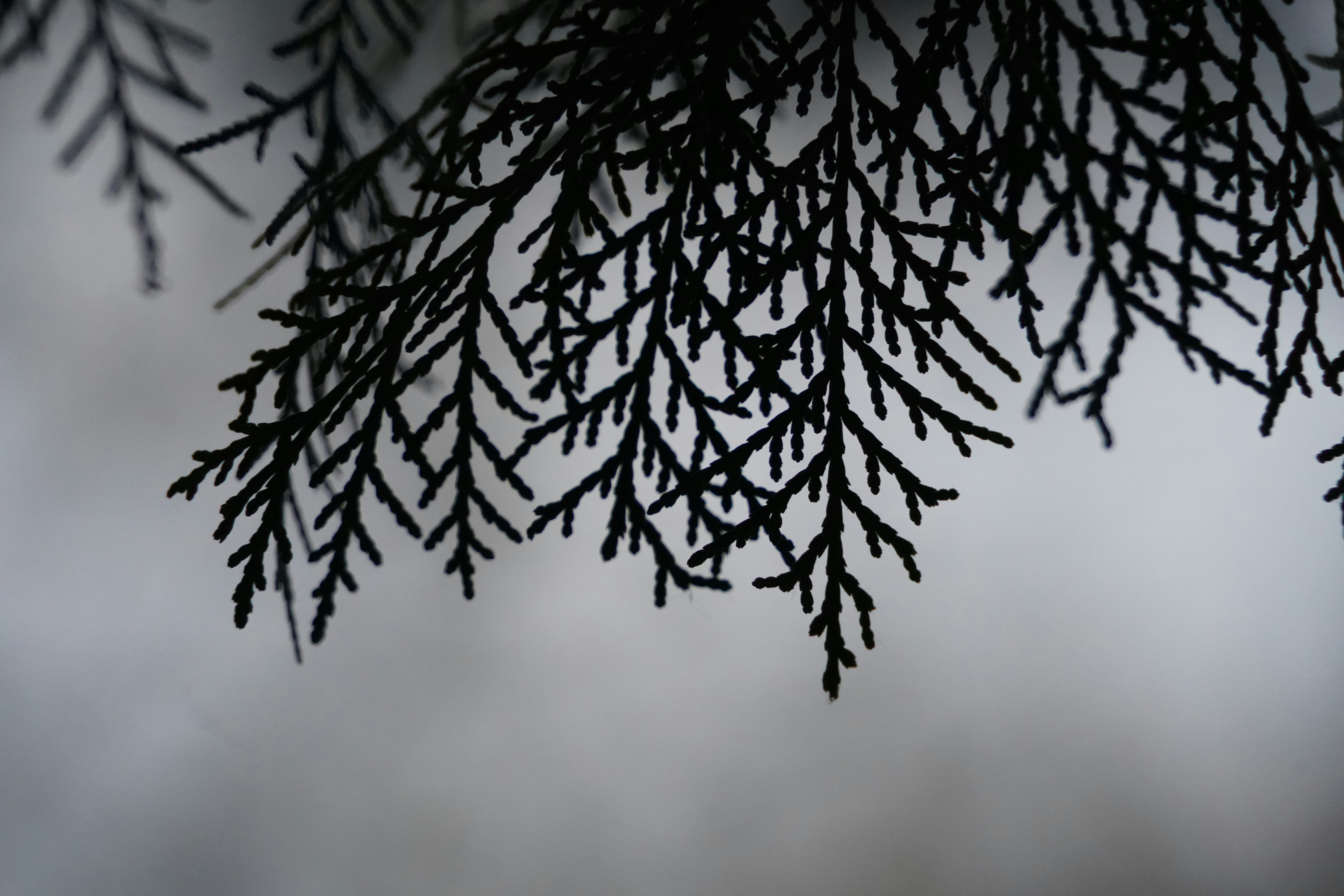 a tree with snow on it