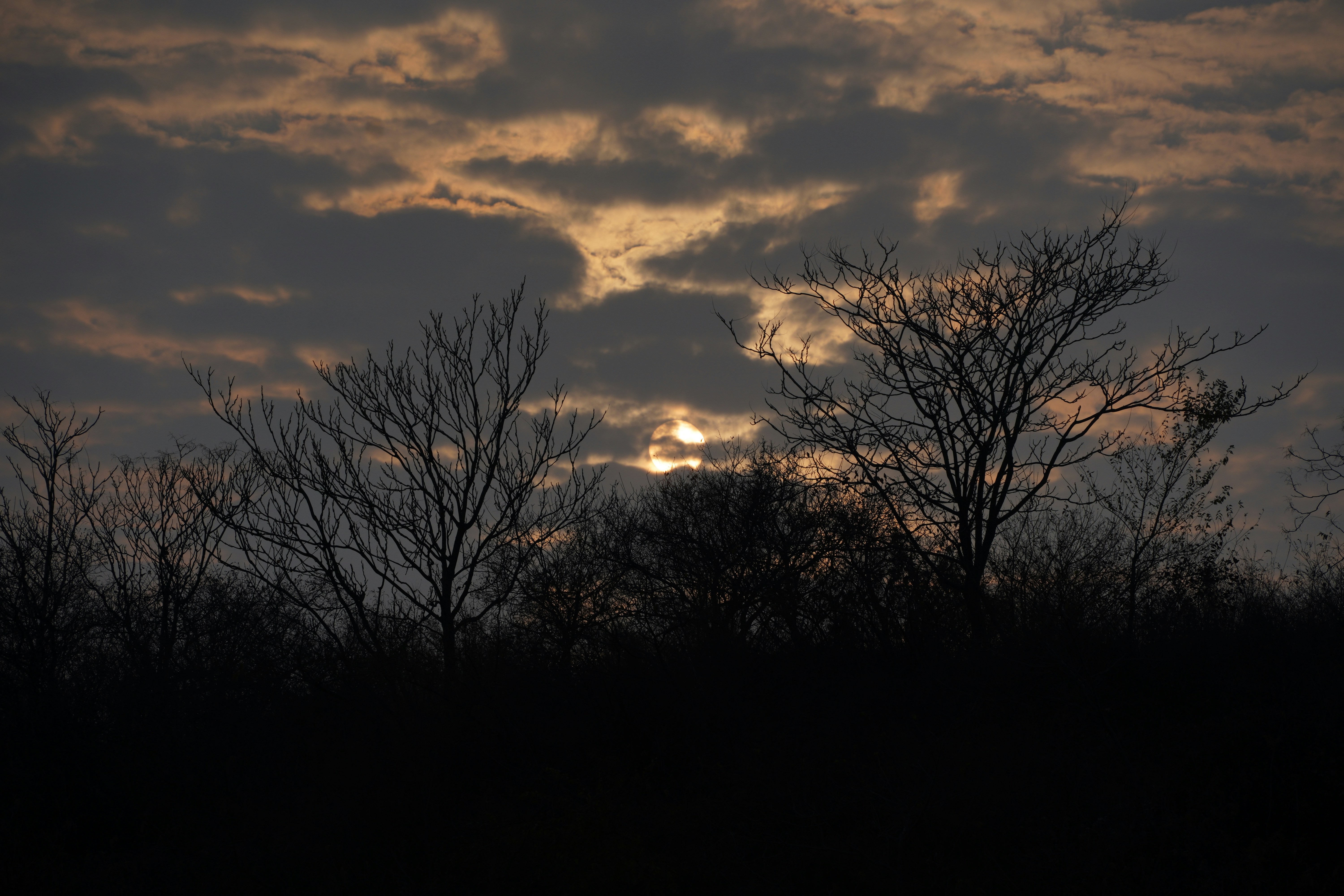 a group of trees with the sun setting in the background