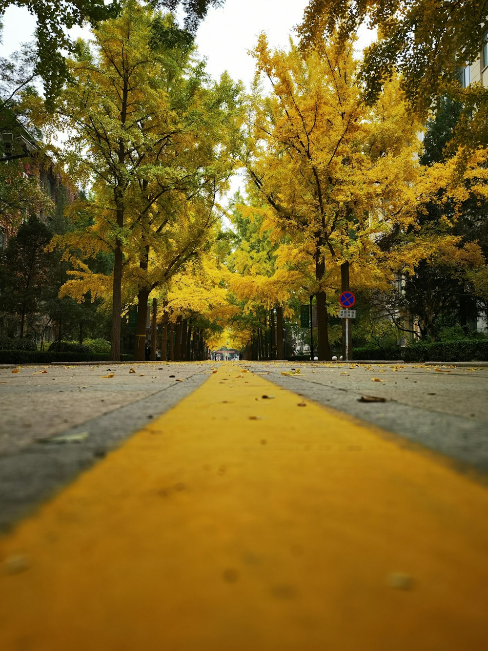 a road with trees on the side