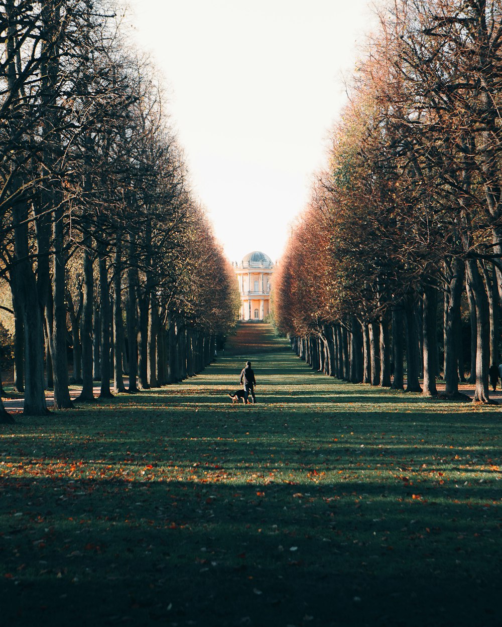 a person walking a dog in a park with trees