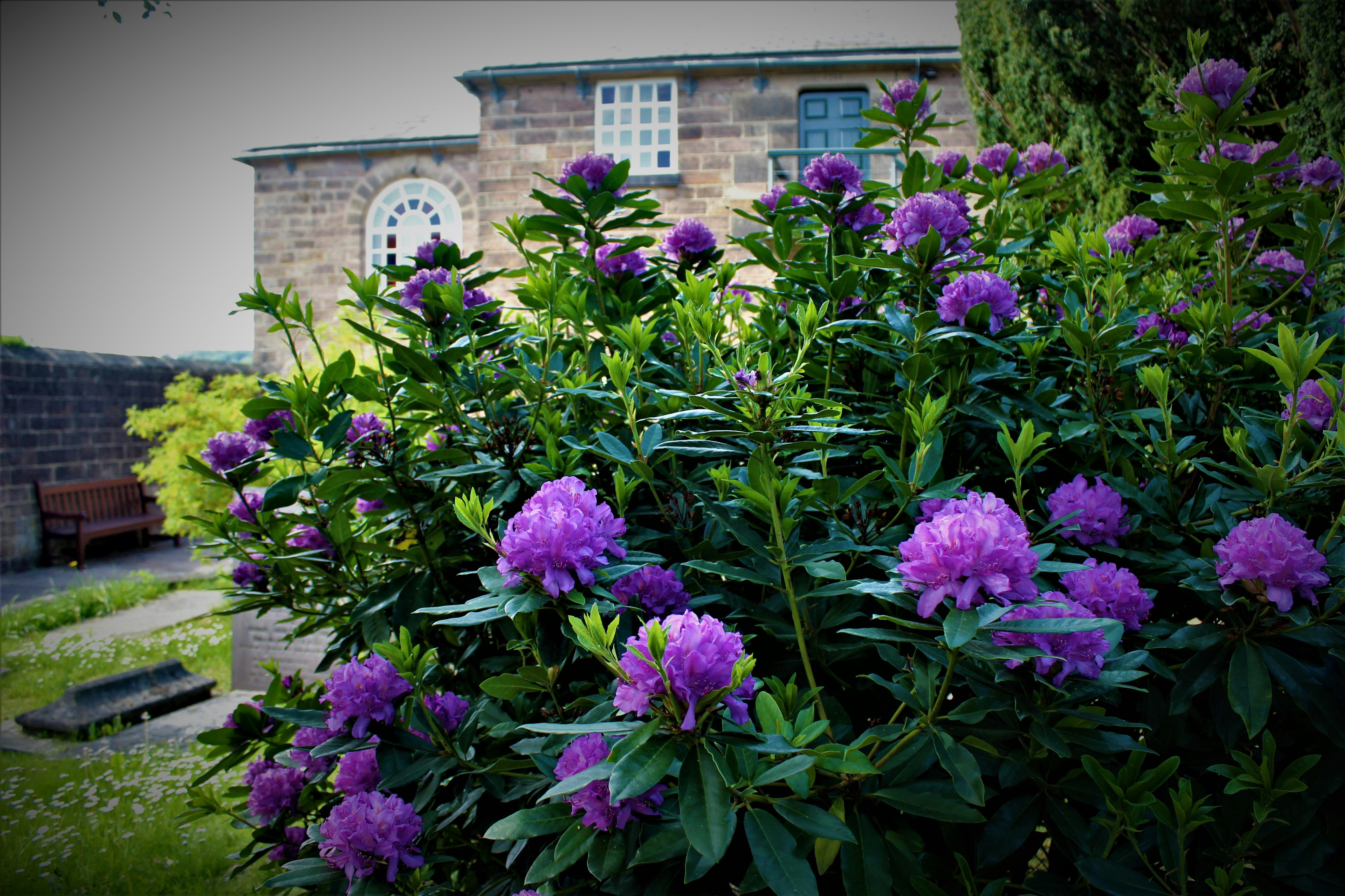 purple flowers on a bush