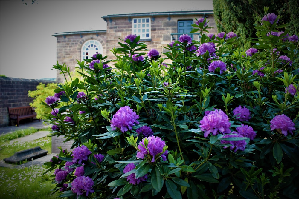 purple flowers on a bush