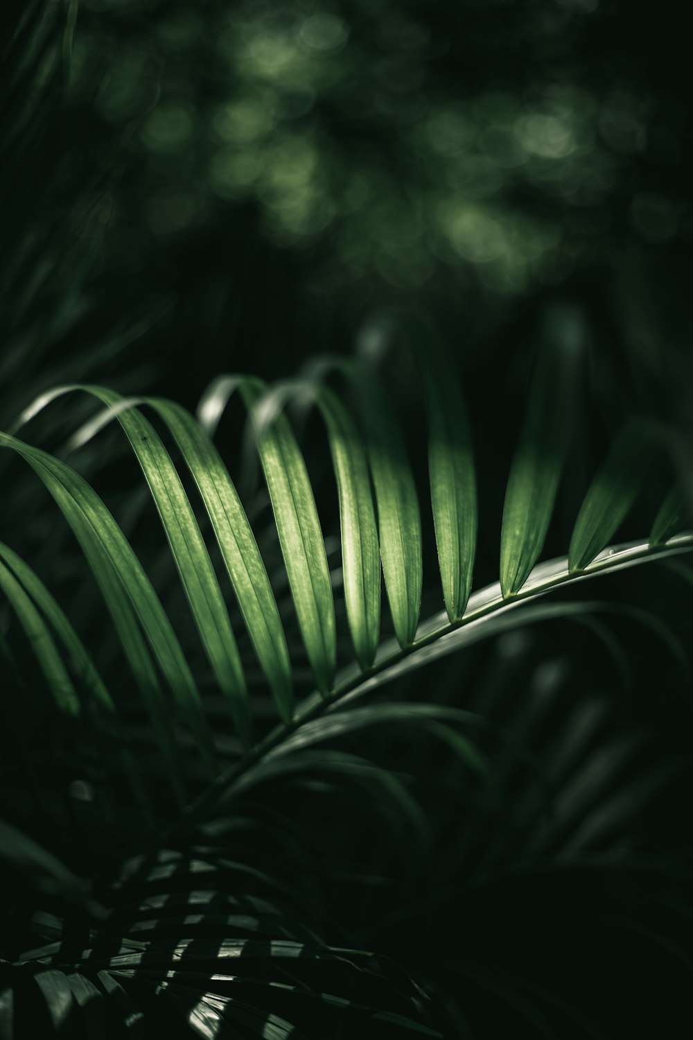 a close up of a green plant