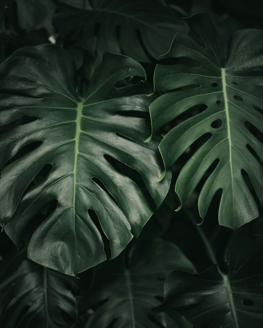 a close up of a leaf