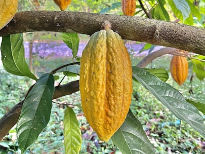 a tree with leaves and fruit