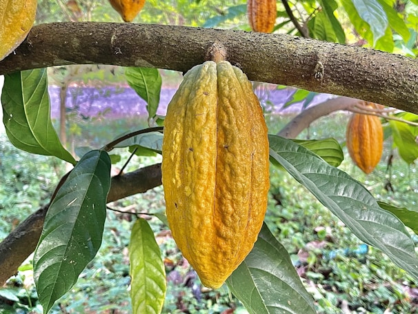 a tree with leaves and fruit