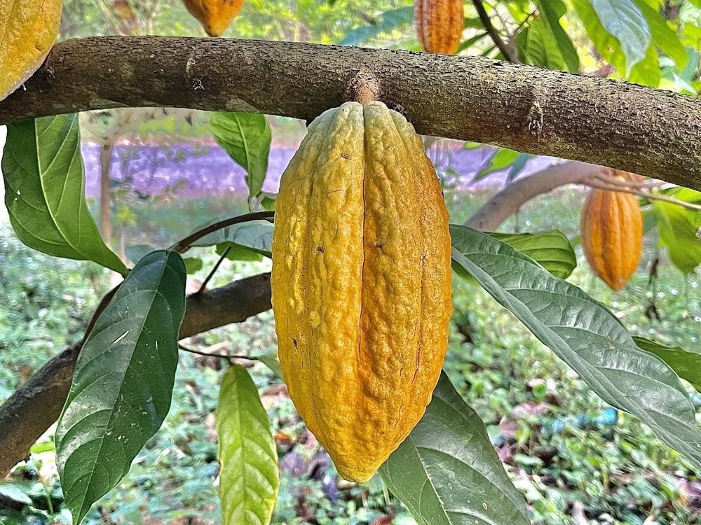 un arbre avec des feuilles et des fruits