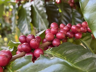 a close up of some berries
