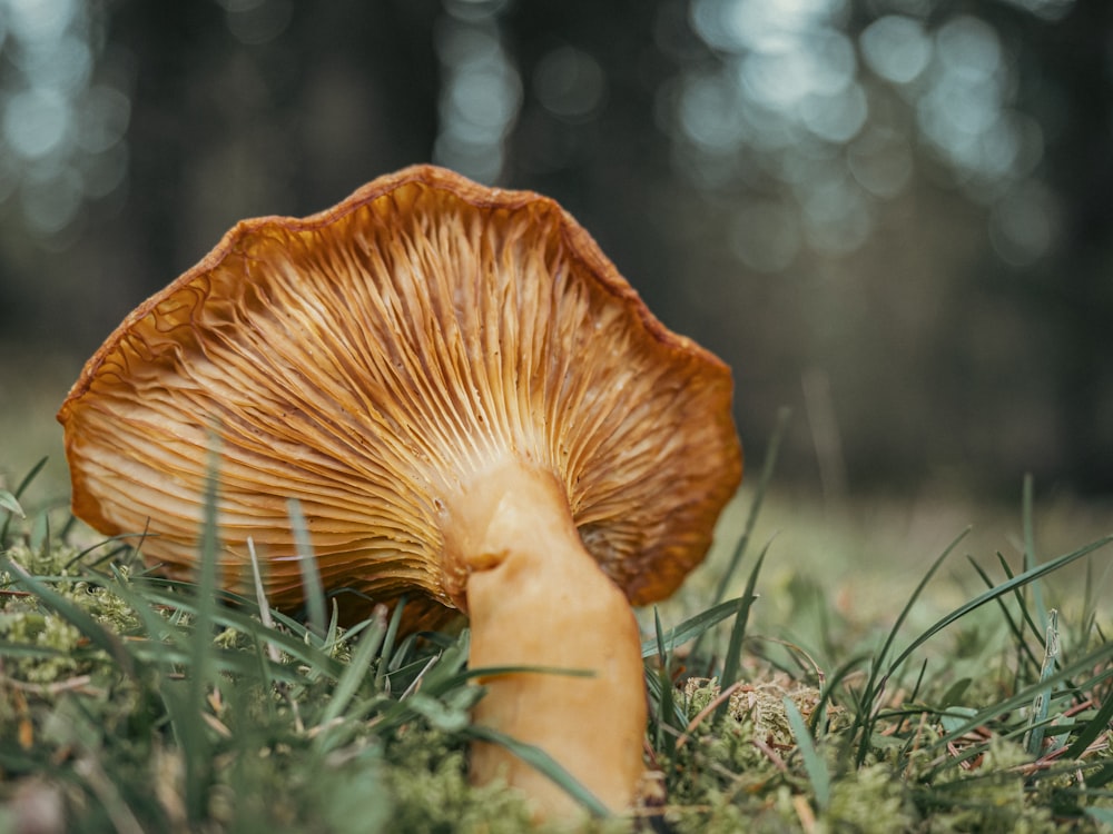 a close up of a mushroom