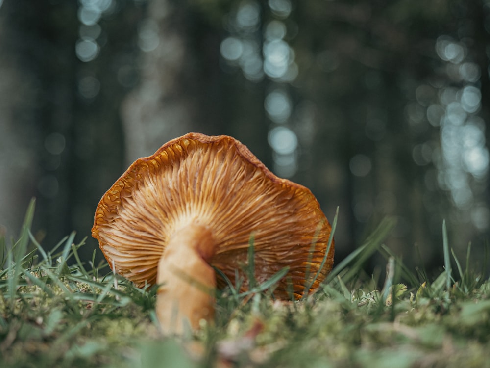 a close up of a mushroom