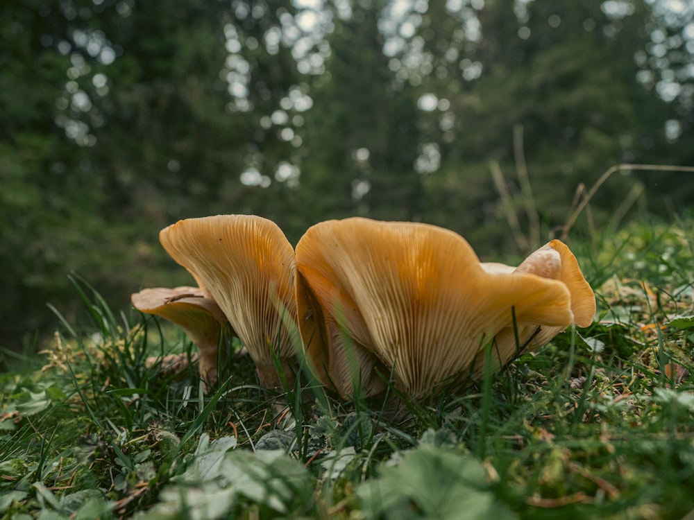 a group of mushrooms growing in the grass