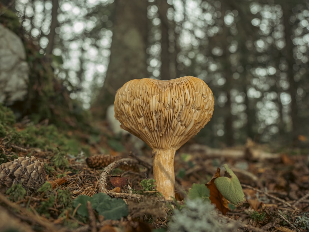 a mushroom growing in the woods