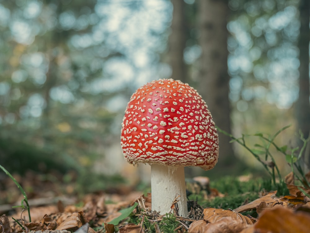 a red and white mushroom