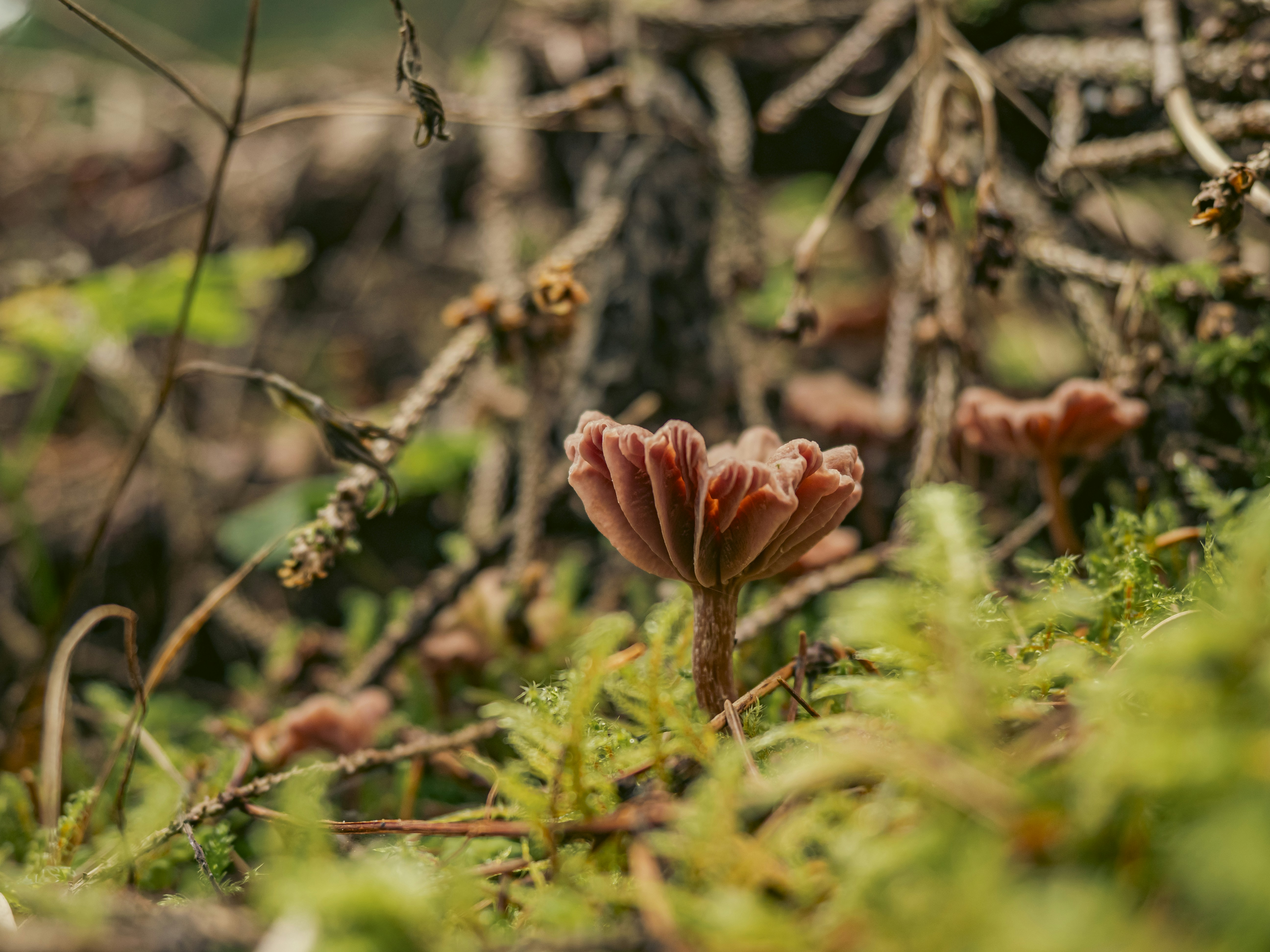 environmental conservation