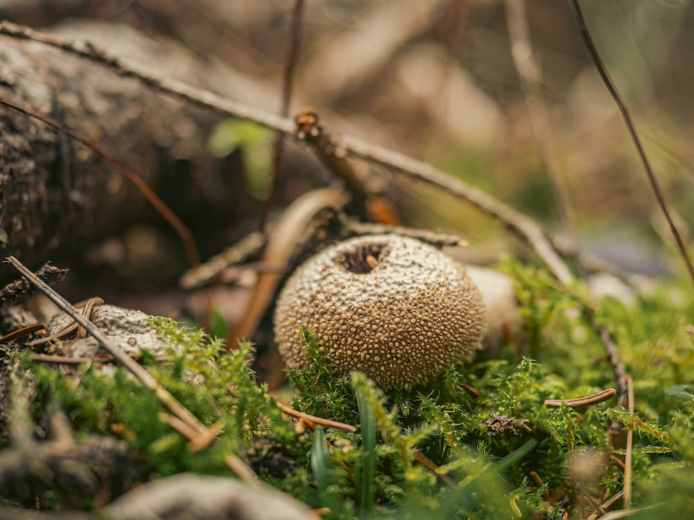 a mushroom growing in the ground