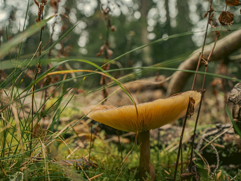a yellow mushroom growing in the grass