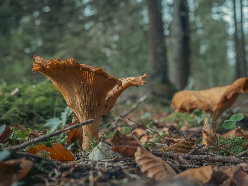 a group of mushrooms growing in the woods