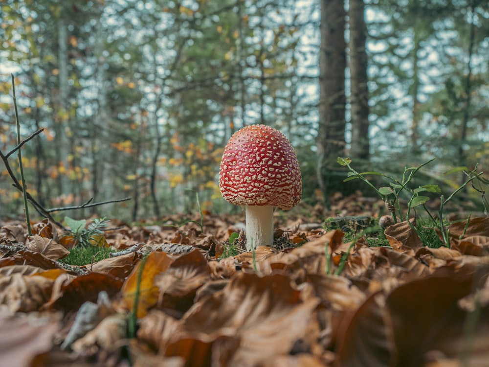 a mushroom growing in a forest