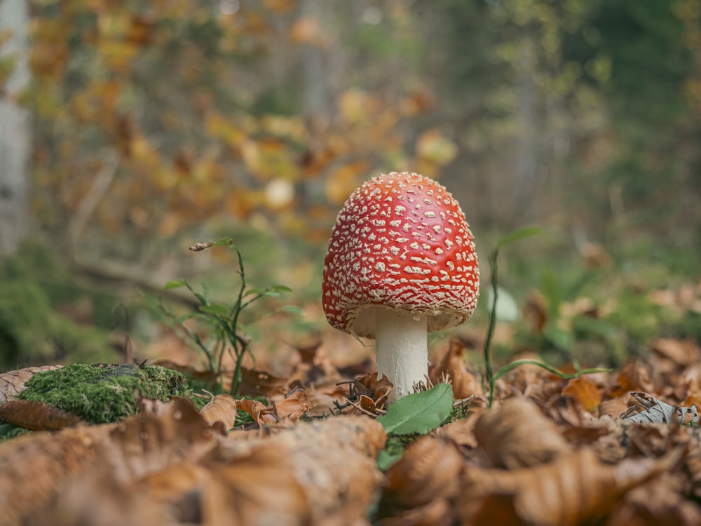 a mushroom growing in the woods