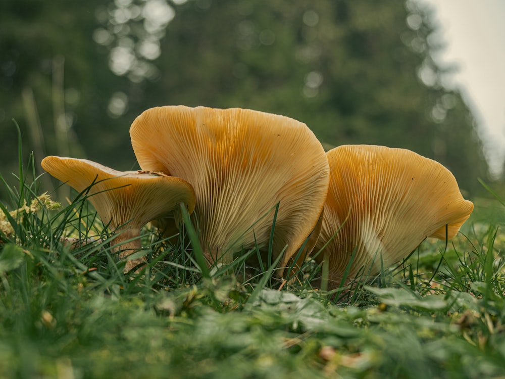 a group of mushrooms growing in the grass