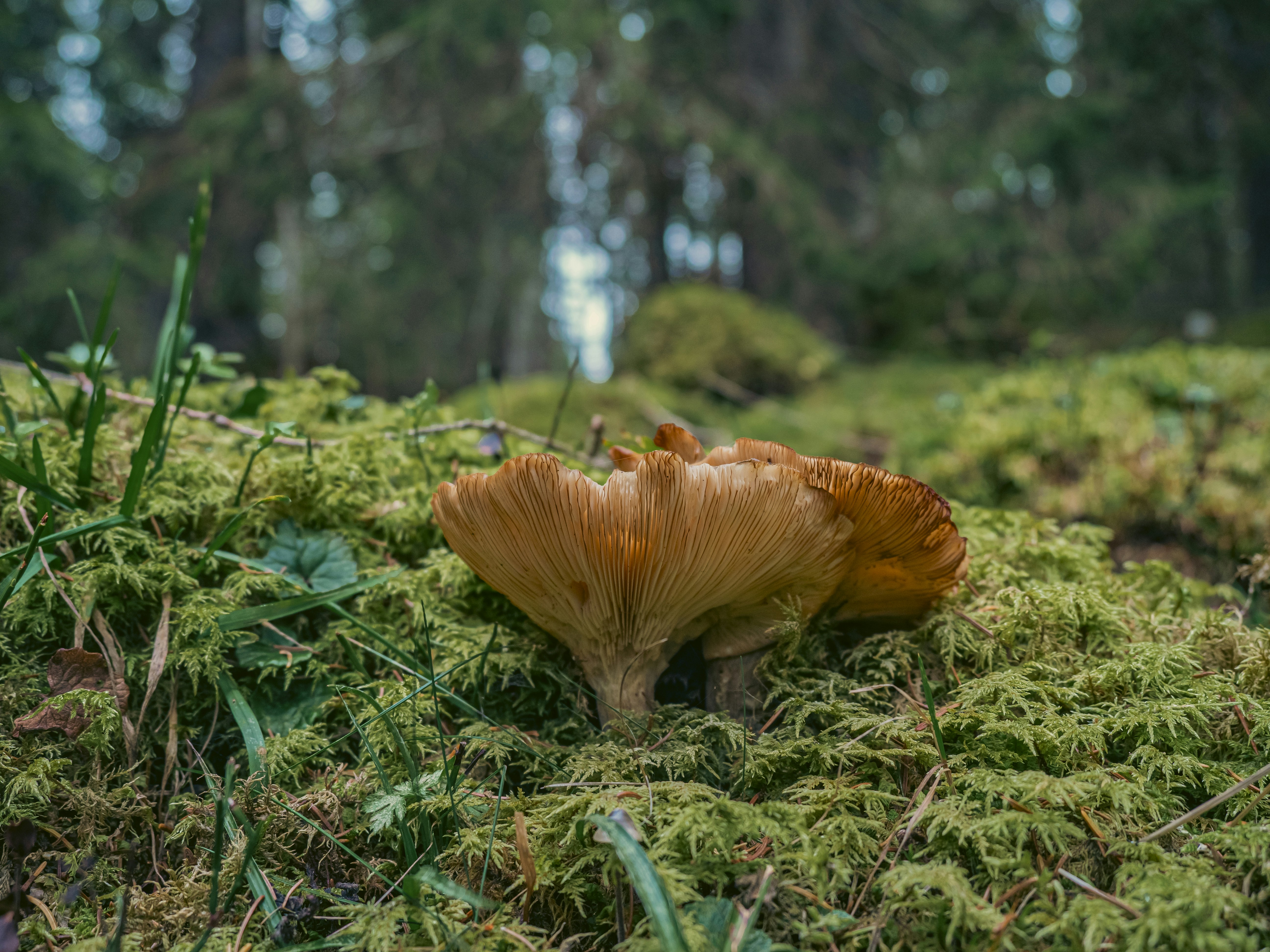 ein Pilz, der im Gras wächst
