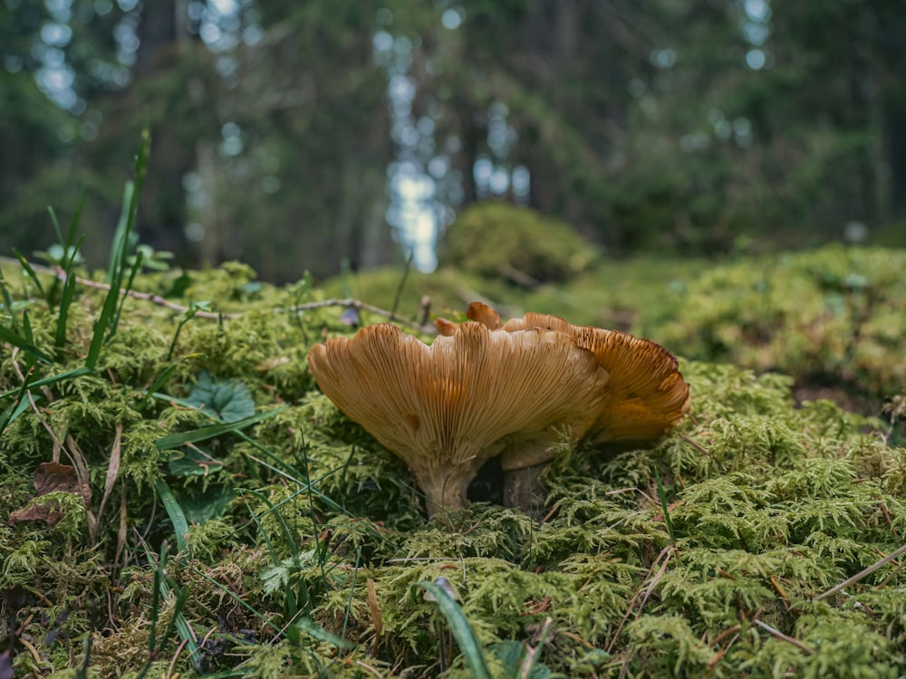 a mushroom growing in the grass