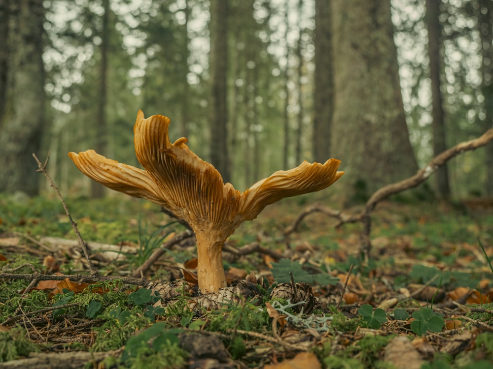 a mushroom growing in the woods