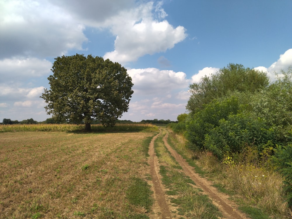 a dirt road with trees on either side of it