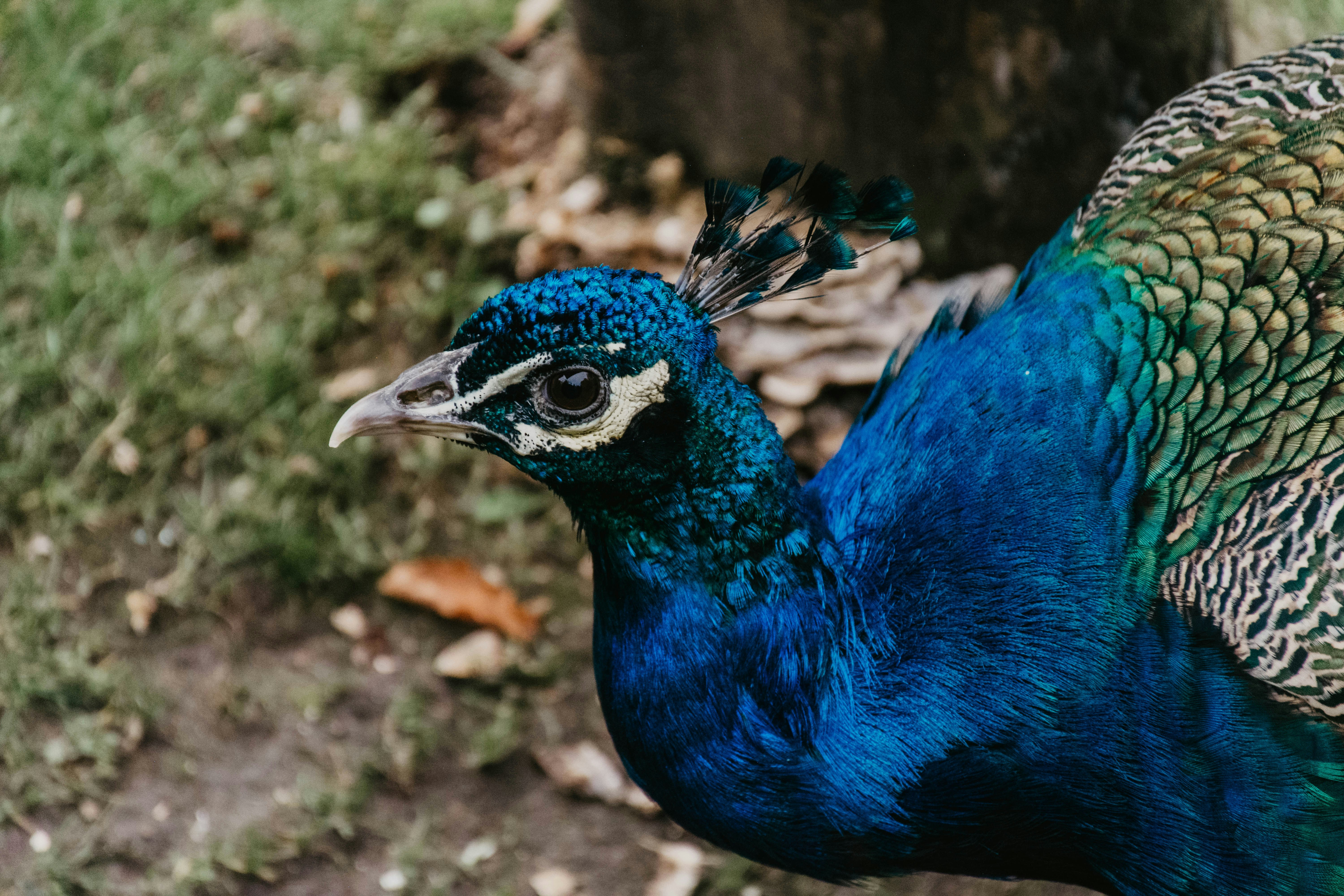 Photo by frankschutte97