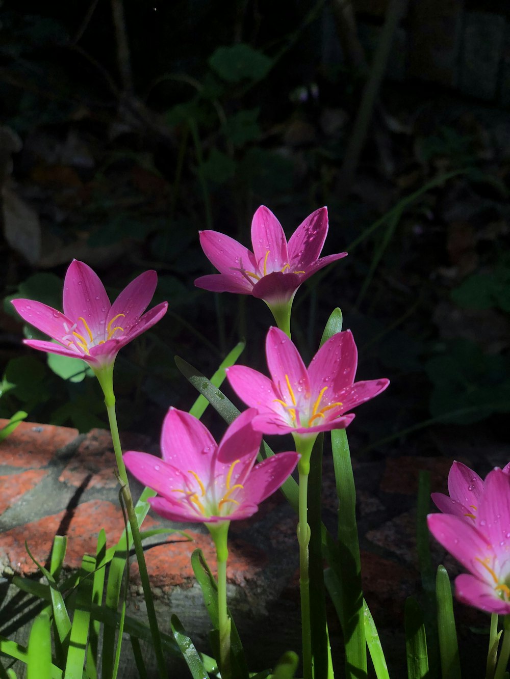 a group of flowers