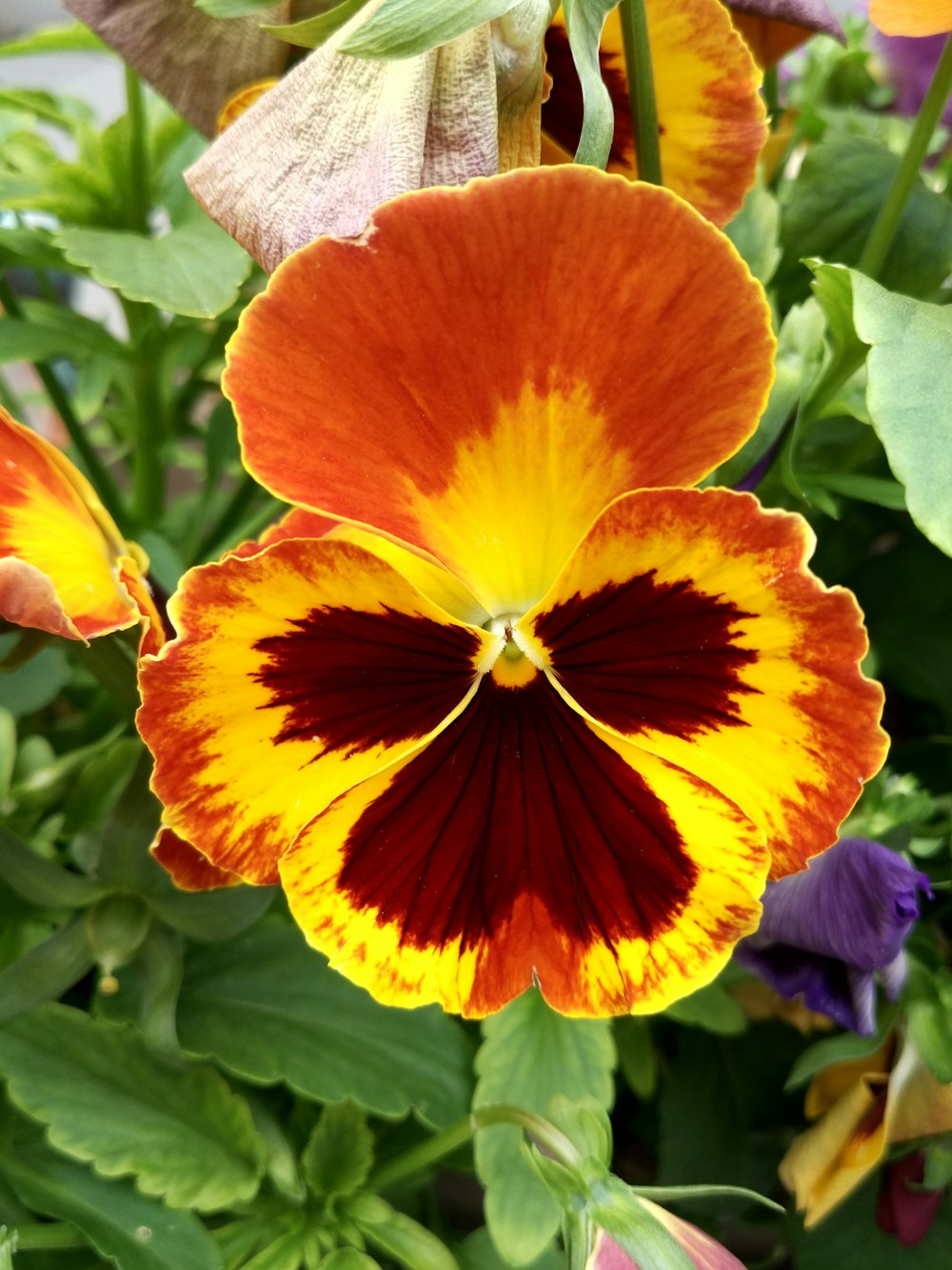 a close up of a flower