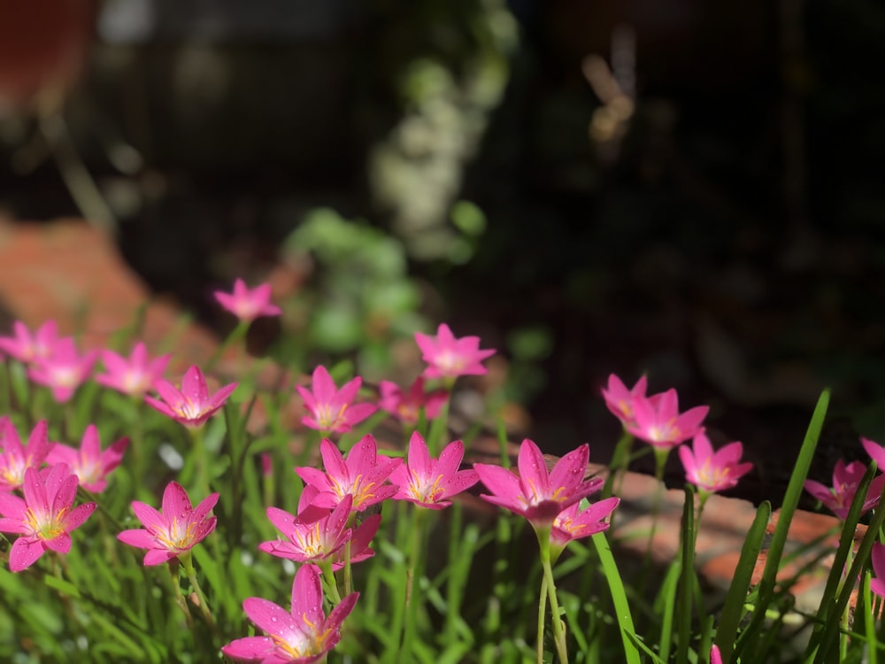 a close up of some flowers