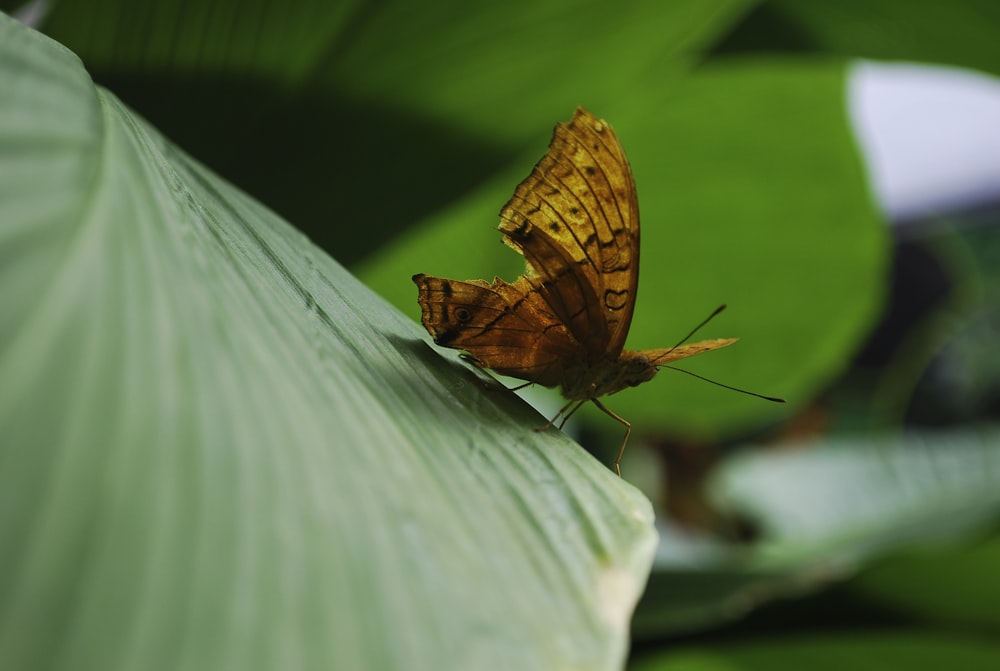 a butterfly on a leaf