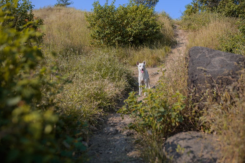 a dog standing on a trail