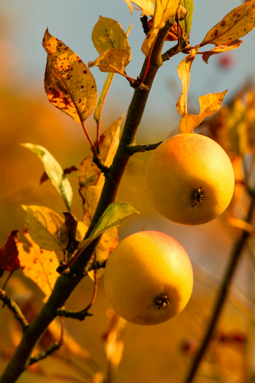 a tree with fruit growing on it