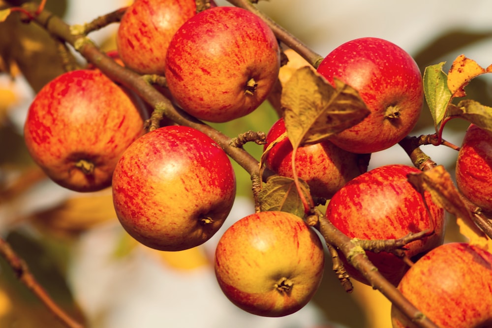 a bunch of apples on a tree