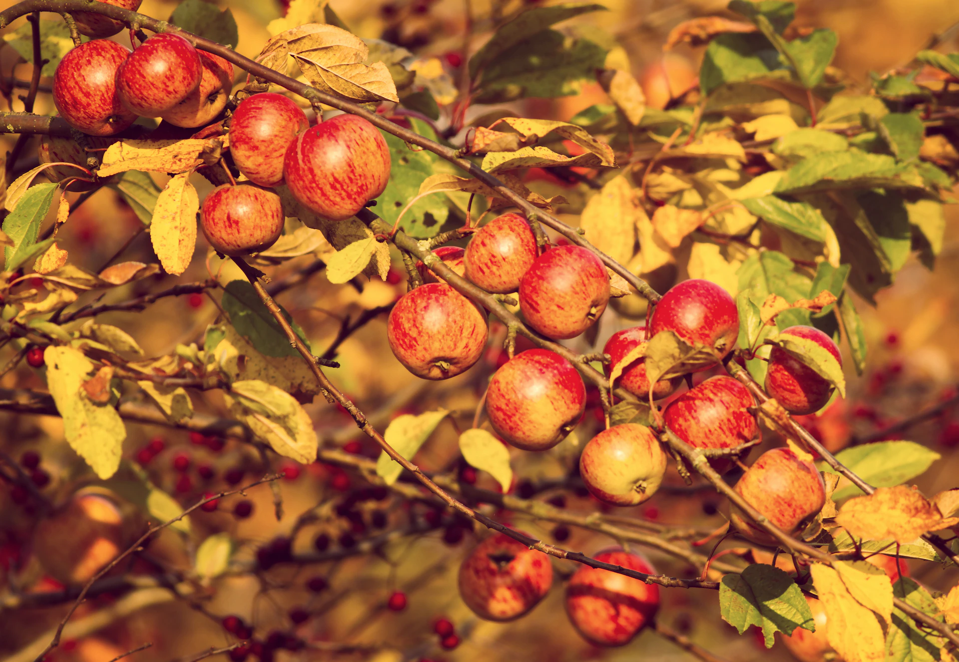 a tree with many red fruits