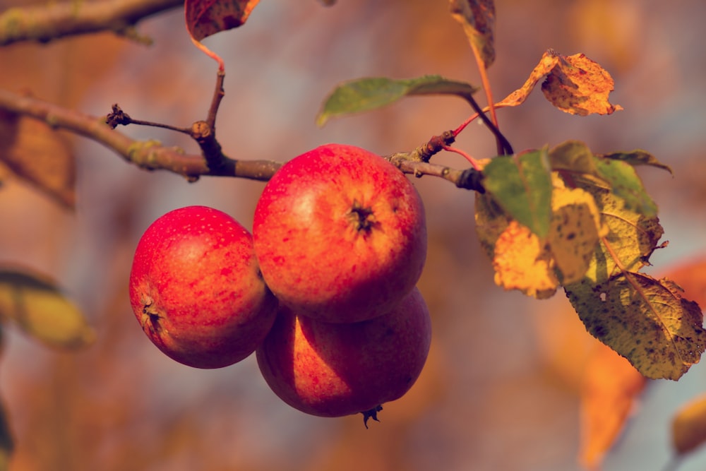 apples on a tree