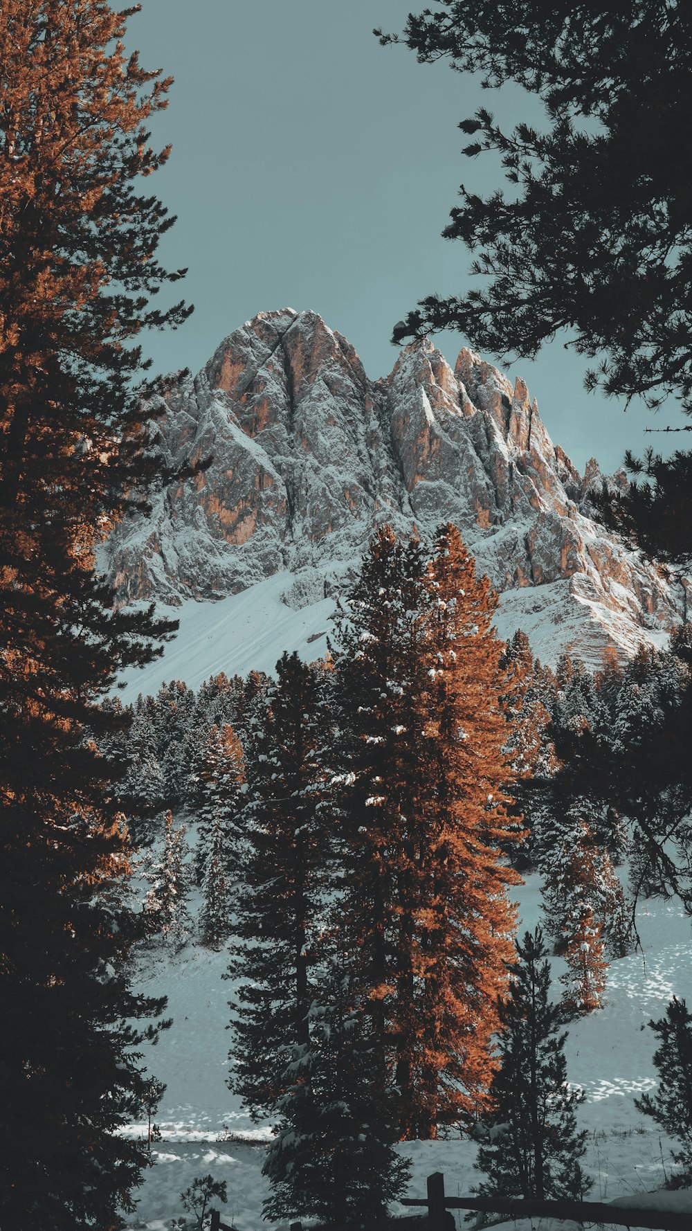 a snowy mountain with trees