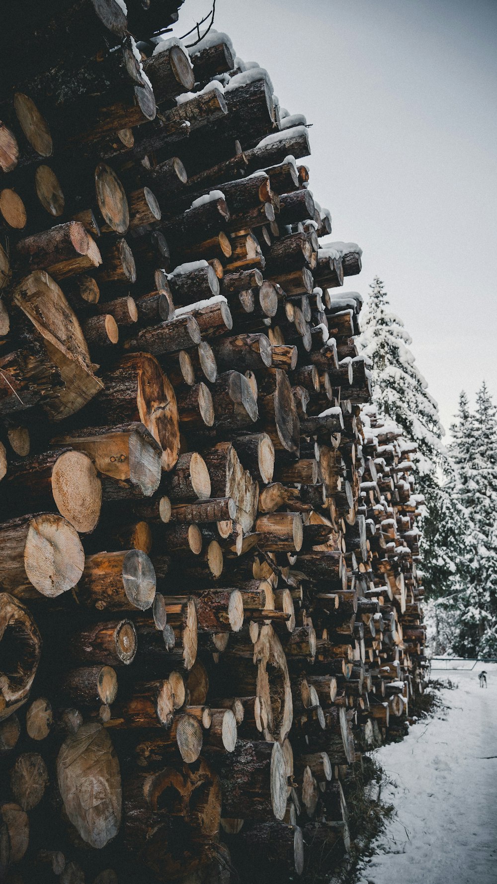 a large pile of cut logs