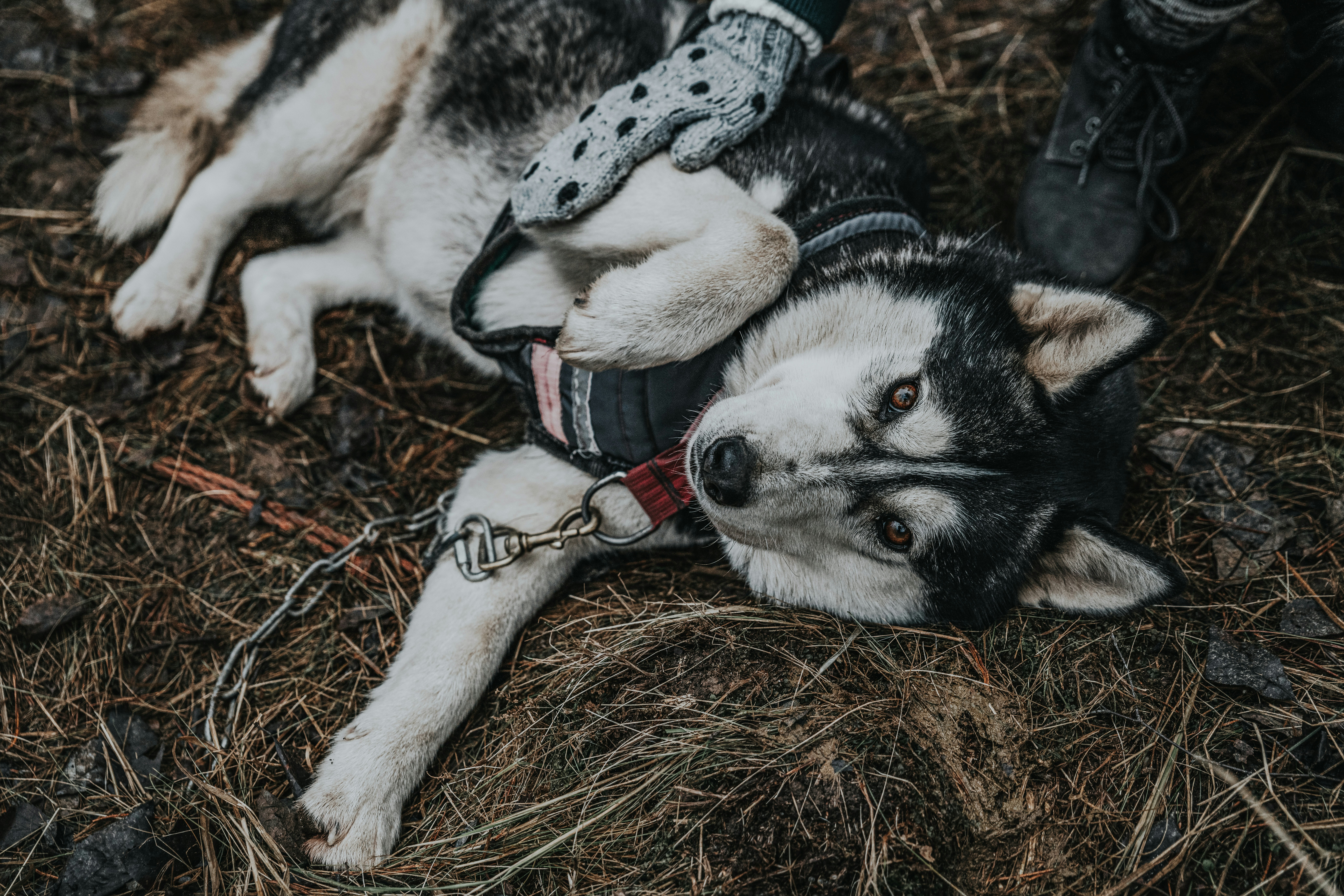 Photo by anitaaustvika