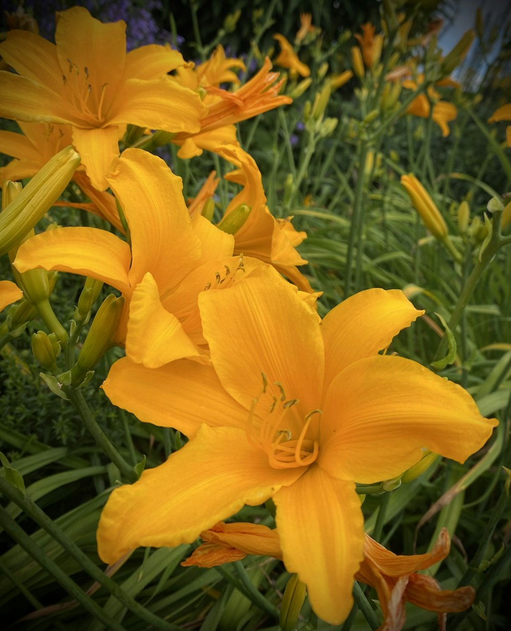 a group of yellow flowers