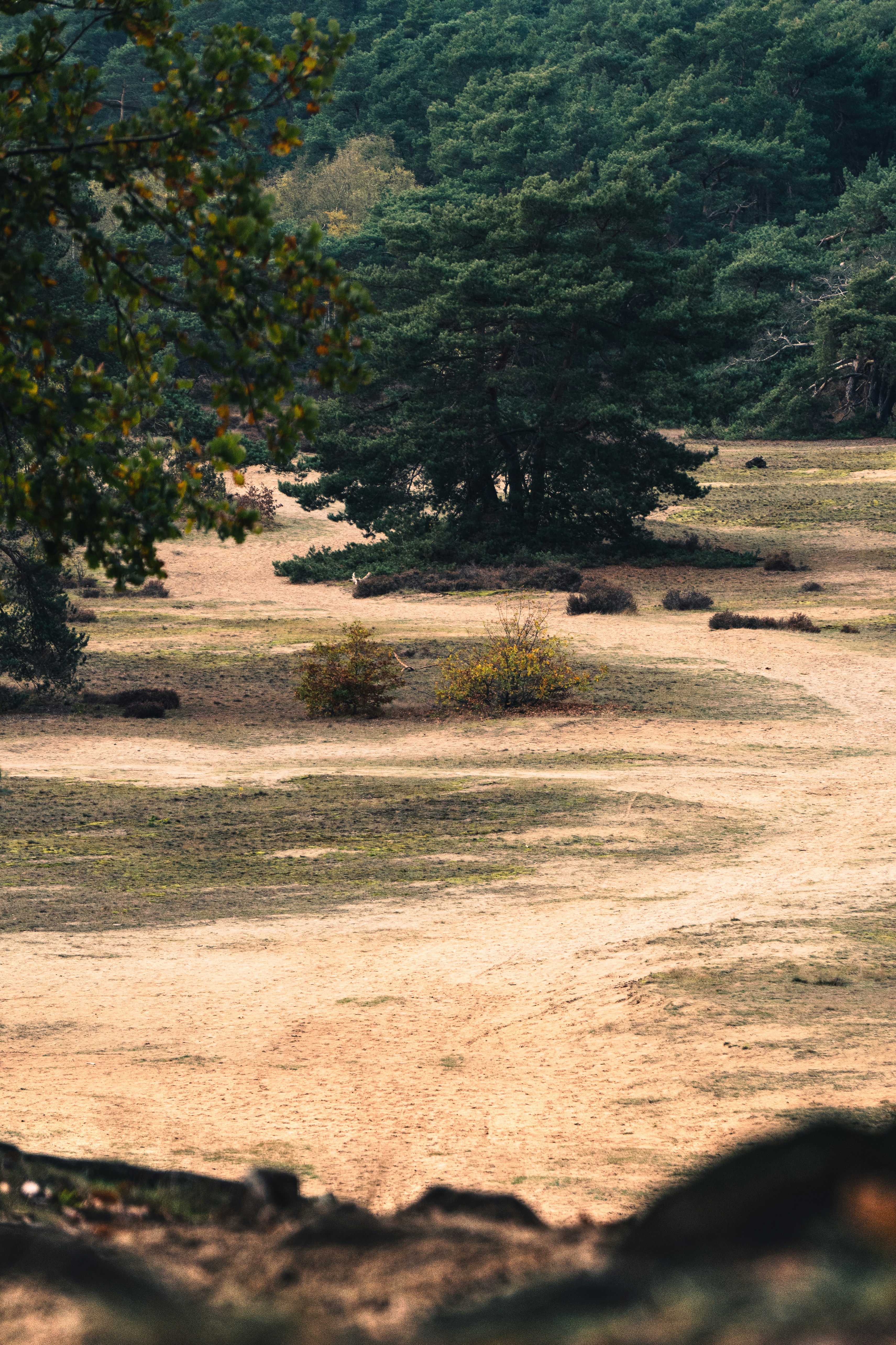 a dirt field with trees