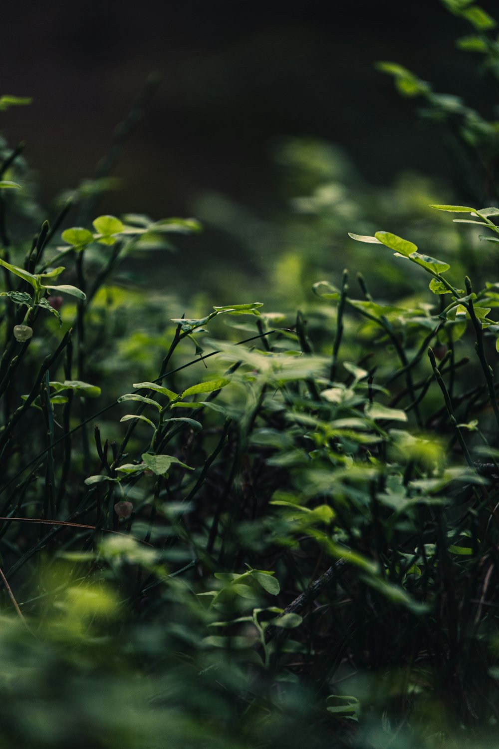 a close up of some plants