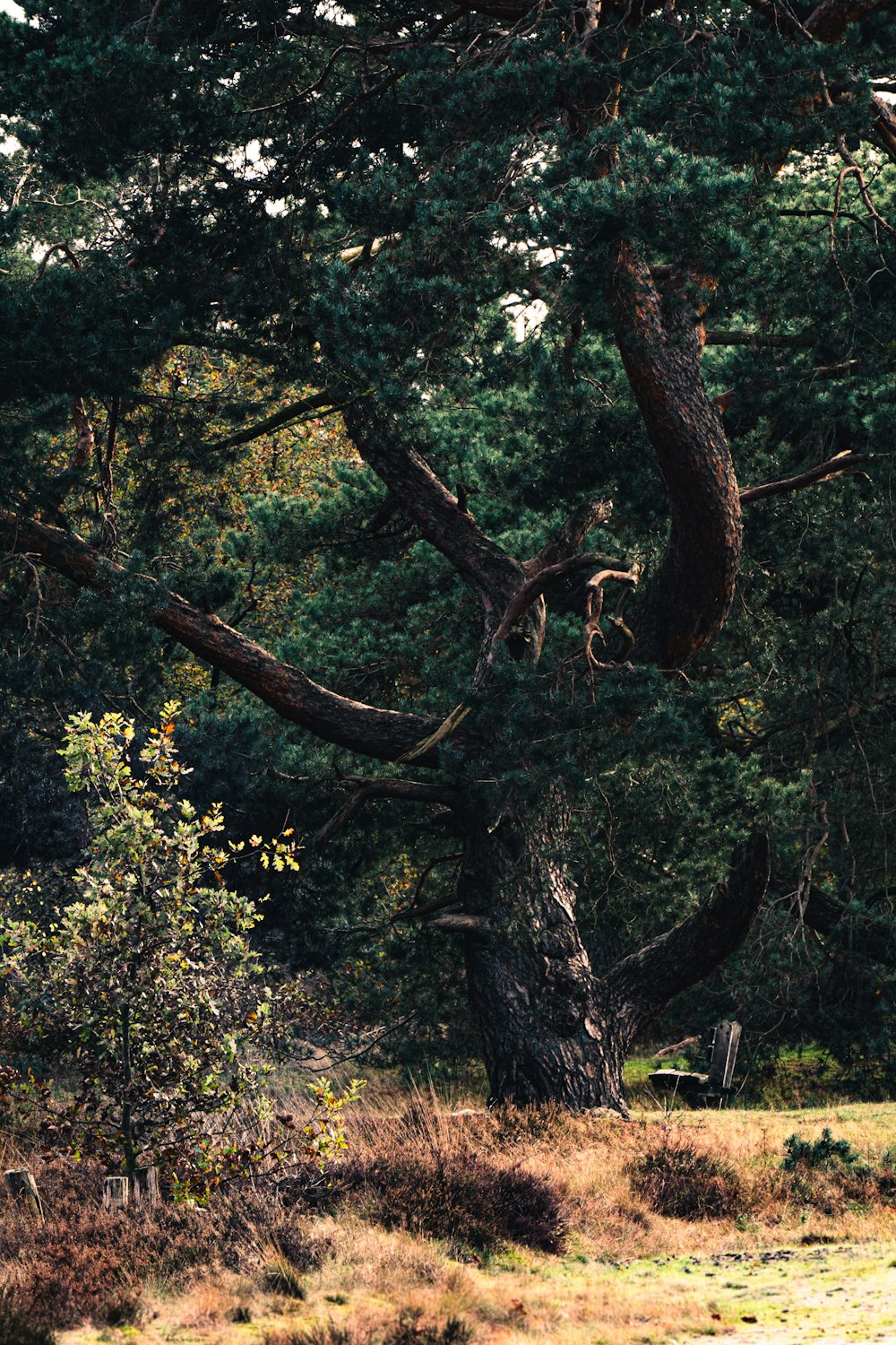 a tree with many branches