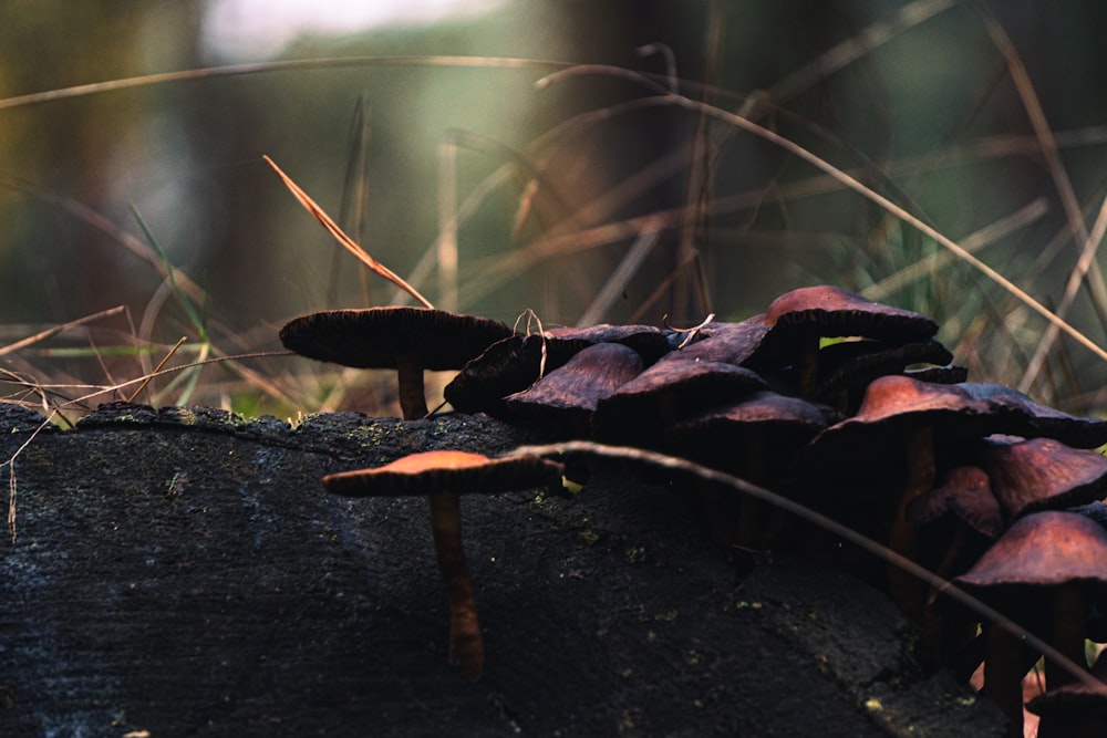 a group of mushrooms growing in a forest