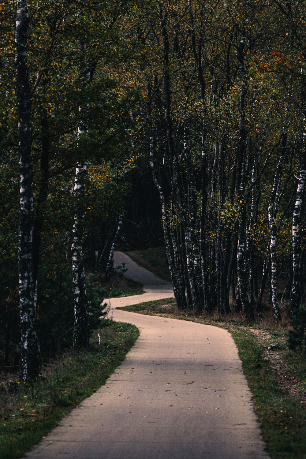 a dirt road through a forest