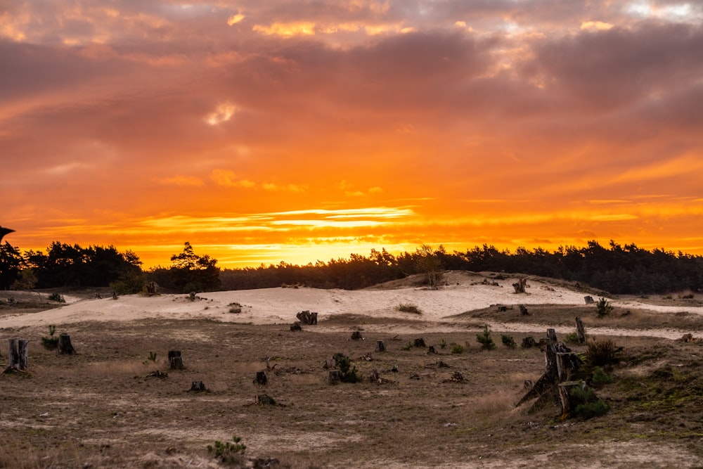 a landscape with trees and a sunset